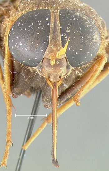 Media type: image;   Entomology 29901 Aspect: head frontal view